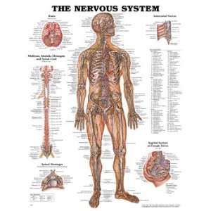 Anatomical Charts   Nervous System  Industrial 