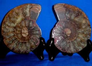 Split Ammonite Pair Sea fossil Cretaceous Period  