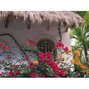 Bougenvilla Blooms Underneath a Thatch Roof, Puerto Vallarta, Mexico 