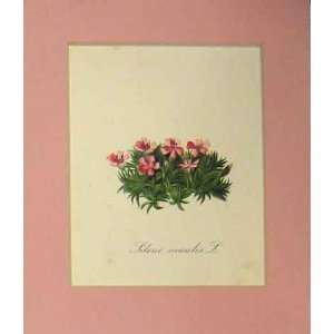  1820 Colour Flower Print Silene Acaulis Pink Victorian 