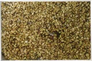 Pure Kopi LUWAK Green Unroast JAVA ARABICA Coffee Beans  