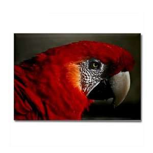  Rectangle Magnet Scarlet Macaw   Bird: Everything Else