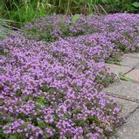 CREEPING TYME Walk on me {Pink Ground Cover} 30 seeds+Fresh 2011 