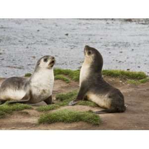Fur Seals, Stromness Bay, South Georgia, South Atlantic Stretched 