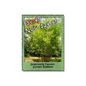  Seabreeze Bamboo Plants Patio, Lawn & Garden