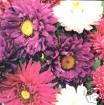 Aster Crego Giant Mixture Mixed Colors 100+ flower seed  