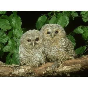  Tawny Owl, Chicks, 2 Owlets Perched on Branch, West 