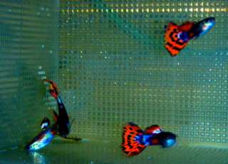 Tropical Fish Show Quality Guppies, 6 Strains, 6 Pairs  