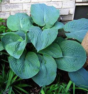 Big Mama Hosta   Shade Lover   Huge   Potted  