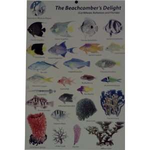  Trident Beachcombers Delight Fish ID Card: Sports 