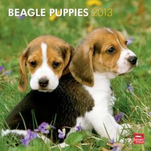 Beagle Puppies 2013 Wall Calendar 12 X 12