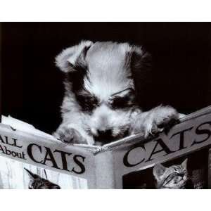  Corbis Bettman   All About Cats Canvas