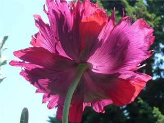 Heirloom Drama Queen Papaver Somniferum Poppy 500 Seeds  