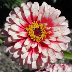  Candy Stripe White/pink Zinnia Seed Pack: Patio, Lawn 