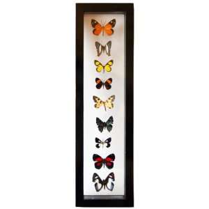  Real Mounted Butterflies and Moths Collection in Black 