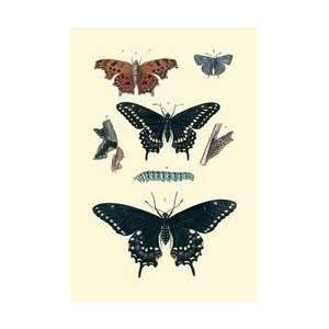 Insect Study #4 28x42 Giclee on Canvas