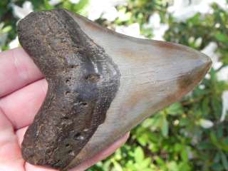Megalodon shark tooth teeth fossil SERRATED HI QUALITY  