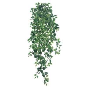  51 Medium Philodendron Hanging Bush x18 w/730 Lvs. Two Tone Green 