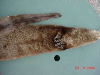 Missouri River Otter pelt w/ft Taxidermy Tanned Mount  