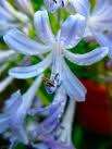 Agapanthus, Lily of the Nile, Blue Perennial Plant  
