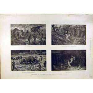  Wild Beasts Baker Sketches Elephants Lion Tiger 1890