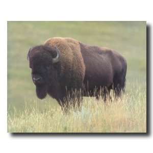 Buffalo Bison Grass Old Western Cowboy Animal Wildlife Picture Art 