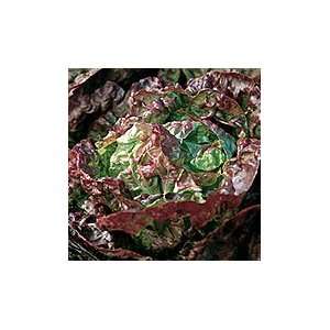  Red Ridinghood Lettuce   1 lb. Patio, Lawn & Garden