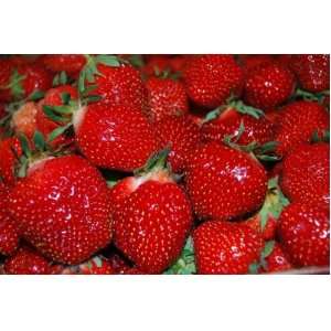  Seascape Strawberry Seed Pack: Patio, Lawn & Garden