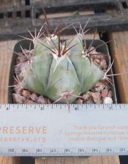 Echinocactus palmeri ingens platyacanthus Big Barrel  