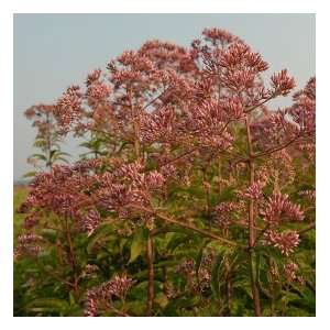  Joe Pye Weed Seeds: Patio, Lawn & Garden