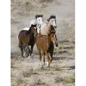  Group of Wild Horses, Cantering Across Sagebrush Steppe 