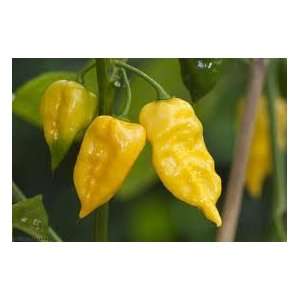  20+ Seeds, Hot Pepper Lemon Habanero (Capsicum Annuum 