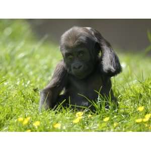 Western Lowland Gorilla Female Baby Scratching Head. Captive, France 