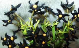 Vintage German WWII Millinery Flowers Black Velvet 12 stems 1/2 Doll 