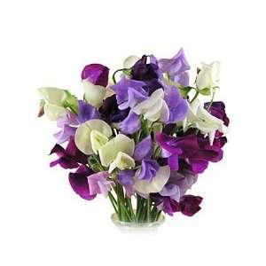  Early Spencer Mix Sweet Pea Seeds  9 g   Lathyrus: Patio 