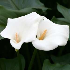  Calla Lily Type candle & soap fragrance oil: Home 