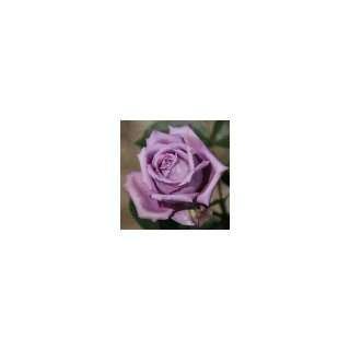  New Purple Rose 5 Seeds!great Color!: Patio, Lawn & Garden