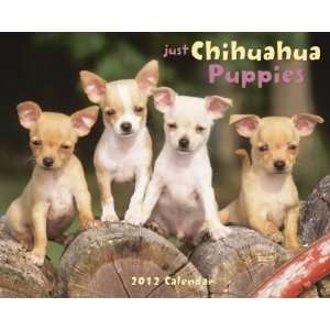  Chihuahua Puppies 2012 Wall Calendar