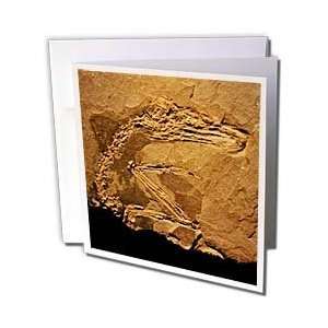  Kike Calvo Fossil and Dinosaur Photos   Panthera leo from 