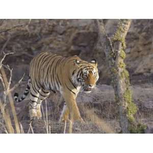  Royal Bengal Tiger On The Move, Ranthambhor National Park 