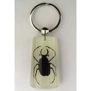  Stag Beetle Key Chain Ring Insect Bug: Office Products