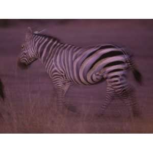  Blurred Zebra, Masai Mara Game Reserve, Kenya Animal 