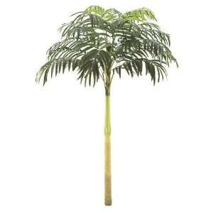   Foliages P 274   15 Foot Coconut Palm Tree   Green: Home & Kitchen