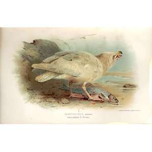   Glaucous Gull *2 Lilfords Birds 1885 97 By A Thorburn