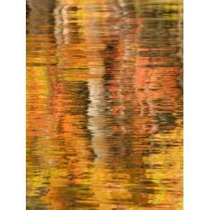  of Fall Foliage and Birch Trees in Pond, Acadia National Park 