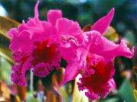 HAWAIIAN CATTLEYA ORCHID PLANTS ~ GROW HAWAII  