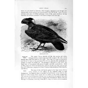  THICK BILLED RAVEN CROW BIRDS NATURAL HISTORY 1894 95 