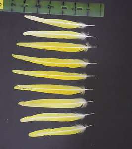 Parrot Craft Fly Tying Feathers of Macaw   Conure Golden Tails  