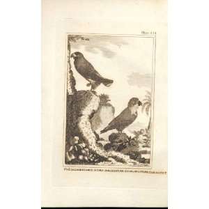  The Guinea & Philippne Parakeets 1812 Bird Engravings 