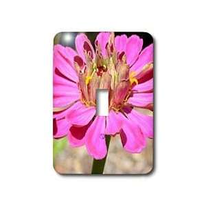 Patricia Sanders Flowers   Pink Zinnia View Flowers Flower Photography 